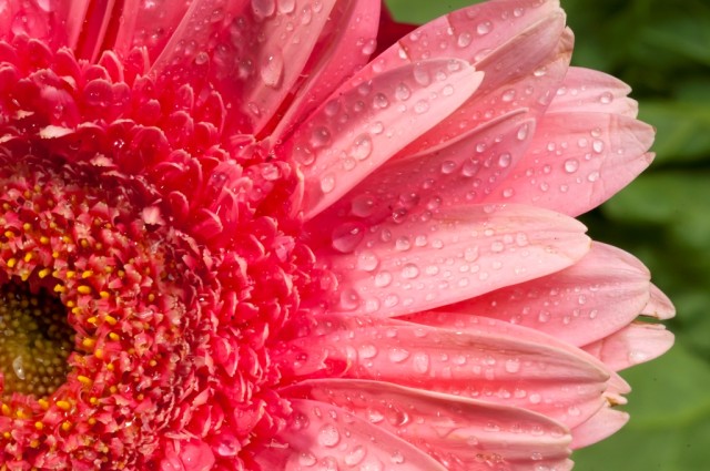 Macro Photography